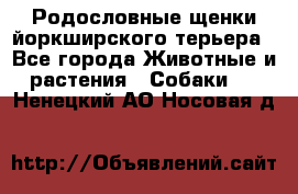 Родословные щенки йоркширского терьера - Все города Животные и растения » Собаки   . Ненецкий АО,Носовая д.
